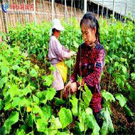 觀光農(nóng)業(yè)經(jīng)營專業(yè)