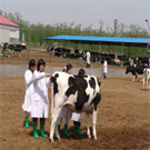 畜牧獸醫(yī)專業(yè)