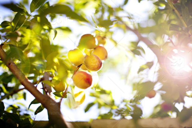 高中生優(yōu)秀作文：菜地邊上的一顆桃樹