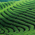 茶葉生產(chǎn)與加工專(zhuān)業(yè)