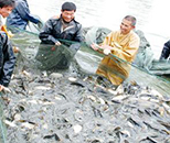 水產(chǎn)養(yǎng)殖技術(shù)專業(yè)