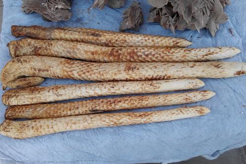 中藥學(xué)專業(yè)學(xué)什么