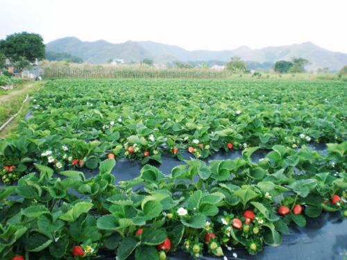 2019年畜牧獸醫(yī)專業(yè)就業(yè)方向與就業(yè)前景