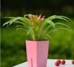 2019商品花卉專業(yè)就業(yè)方向與就業(yè)前景