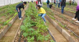 作物生產(chǎn)技術(shù)專(zhuān)業(yè)