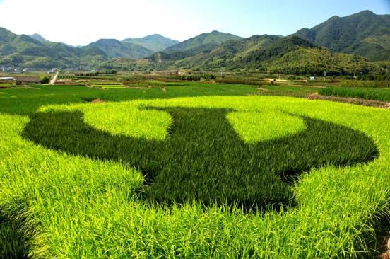 種子生產(chǎn)與經(jīng)營專業(yè)