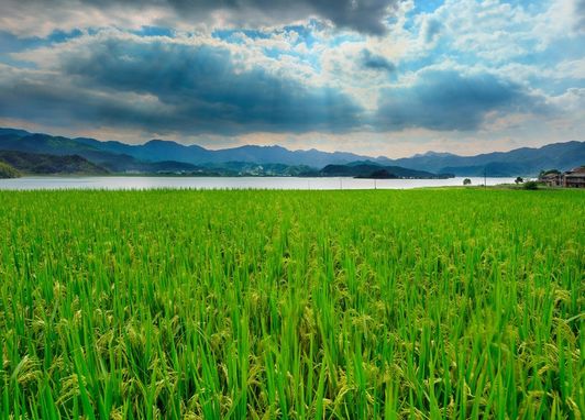 作物生產(chǎn)技術(shù)專(zhuān)業(yè) 作物生產(chǎn)技術(shù)專(zhuān)業(yè)