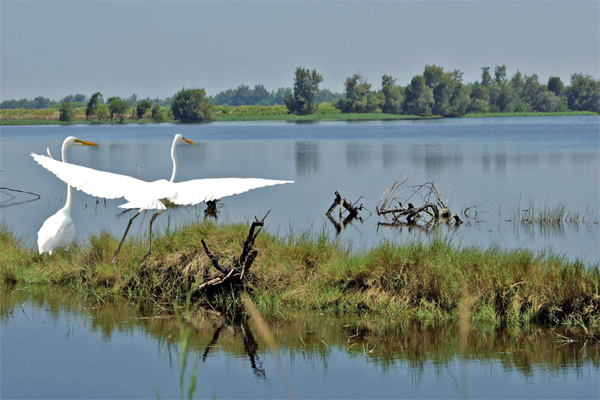 白鷺灣濕地公園
