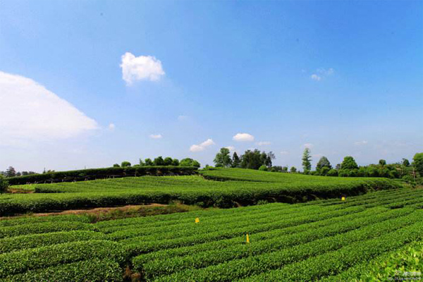 成都浦江成佳茶鄉(xiāng)