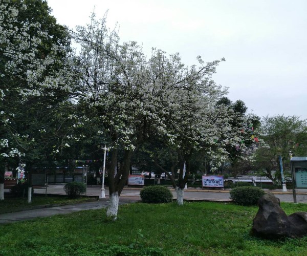 綿陽職業(yè)技術(shù)學(xué)校有哪些